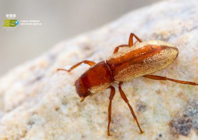 Comal Springs Dryopoid Beetle