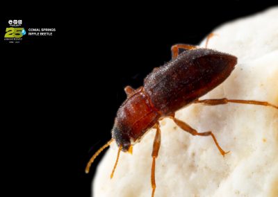 Comal Springs Riffle Beetle