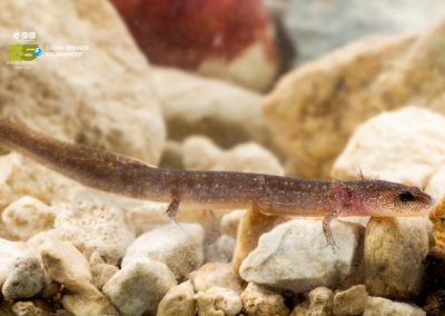 Comal Springs Salamander