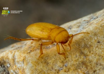 Texas Cave Diving Beetle