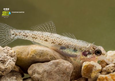 Fountain Darter