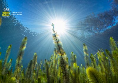 Lake Nueces-Nueces River