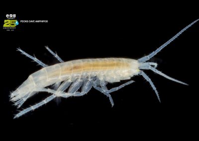 Peck's Cave Amphipod