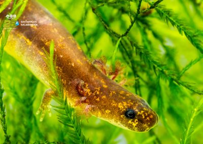 San Marcos Salamander