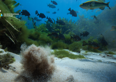 San Marcos Springs San Marcos