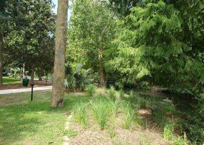 2019 Spring Run 3 Comal River Riparian Restoration After