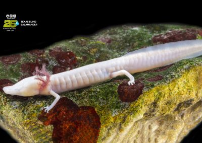 Texas Blind Salamander