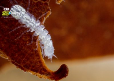 Texas Troglobitic Water Slater