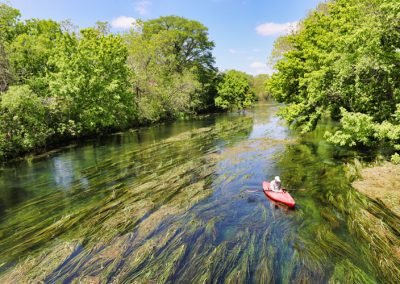 Texas wild-rice – an EAHCP species success